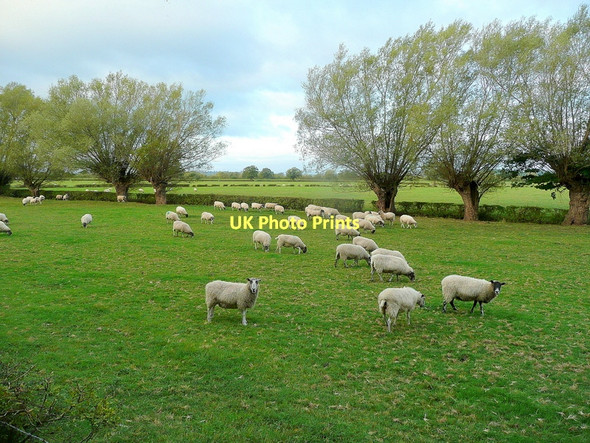 Photo 6"x4" Sheep take over Bishop's Norton c2011