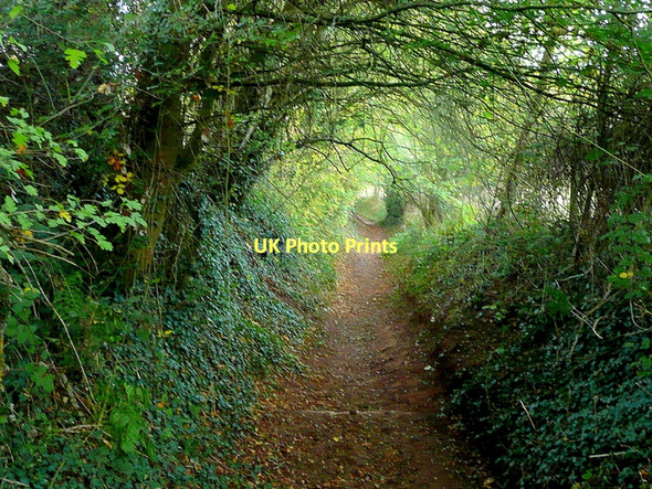 Photo 6"x4" Tunnel-like bridleway Redmarley D'Abitot c2011