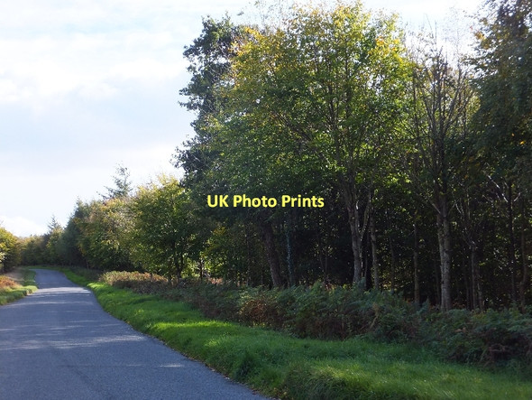 Photo 6"x4" Haldon Forest and road along the hilltop Underdown\/SX8885 c2011