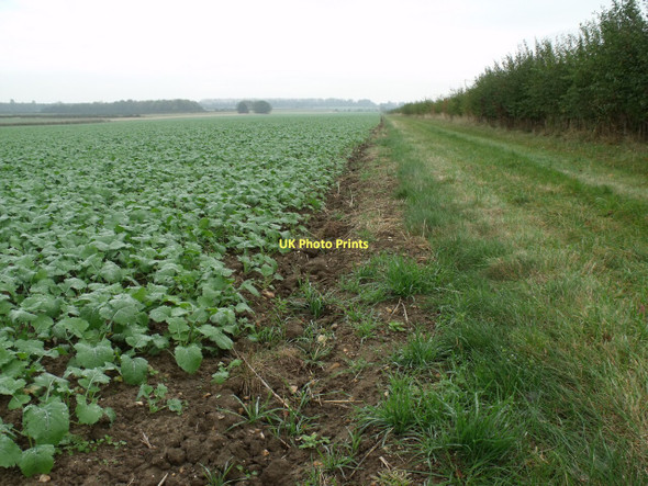 Photo 6"x4" Bridleway to Baumber by crop field Baumber c2011