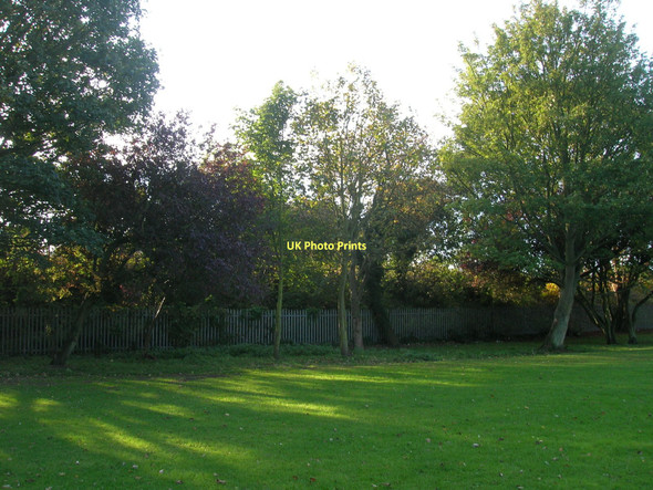 Photo 6"x4" Trees in Queen's Park Bridlington c2011