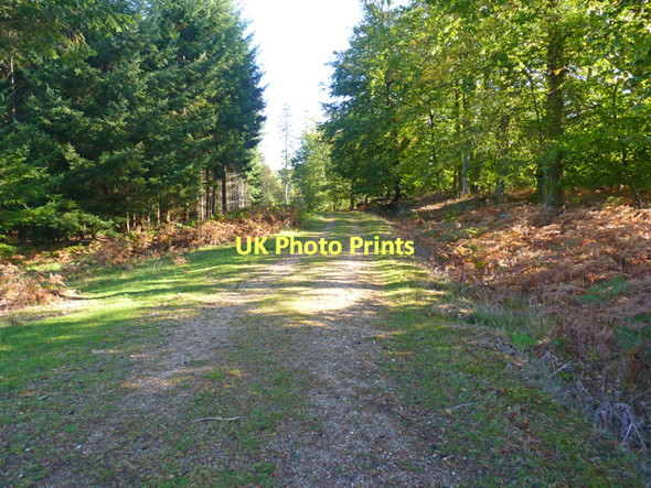 Photo 6"x4" Track in Wooson's Hill Inclosure Bank\/SU2807 c2011