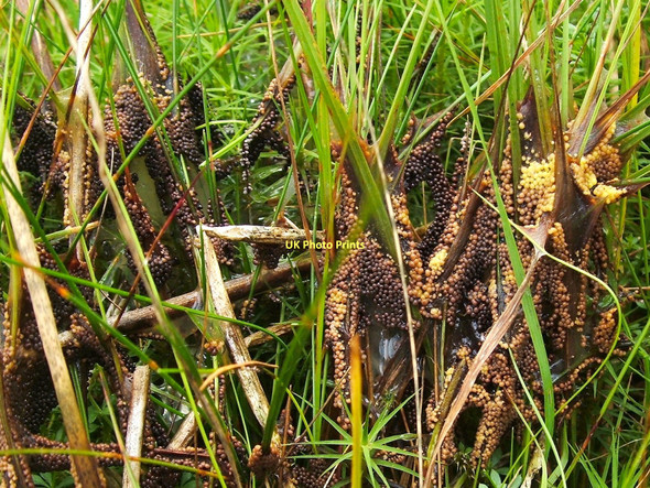 Photo 6"x4" A slime mould - Badhamia lilacina Arden\/NS3684 c2011