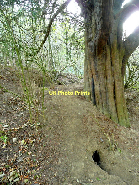Photo 6"x4" Badger sett, Jones's Coppice Woolhope Cockshoot c2011