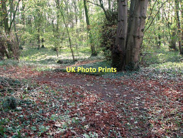 Photo 6"x4" Woodland path, Hasketon Woodbridge\/TM2649 c2011