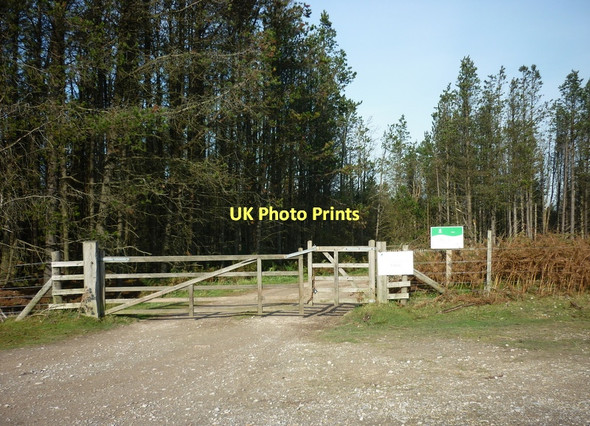 Photo 6"x4" A track into Wintergill Plantation Street\/NZ7304 c2011