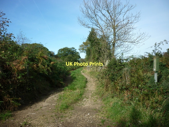 Photo 6"x4" A path off Smith's Lane Glaisdale\/NZ7705 c2011