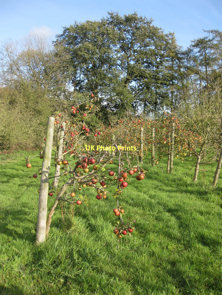 Photo 6"x4" View along the orchard Ampleforth c2011