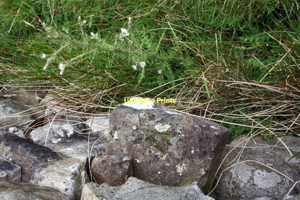 Photo 6"x4" Looking down on benchmark on top of wall stone Chapel-le-Dale c2011