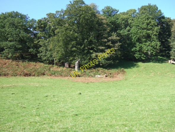 Photo 6"x4" Woods in Dinefwr Park Llandeilo c2009