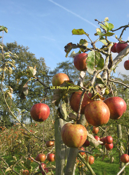 Photo 6"x4" Ampleforth apple crop, 2011 Ampleforth c2011
