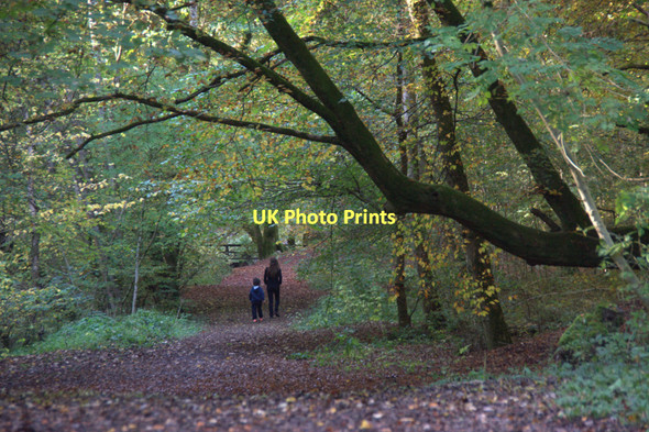 Photo 6"x4" Path through beech woods in Den o' Alyth Alyth c2011