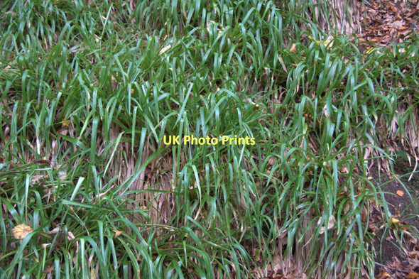 Photo 6"x4" Greater Woodrush (Luzula sylvatica), Den o' Alyth Alyth c2011