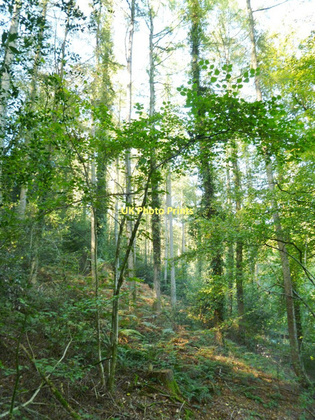 Photo 6"x4" Midgham Wood Fordingbridge c2011