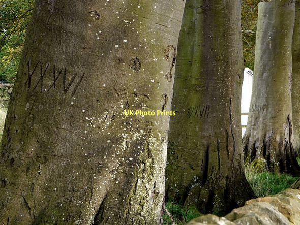 Photo 6"x4" Numbered beech trees near Target House Hexham c2011