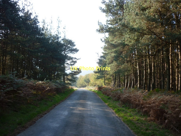 Photo 6"x4" Heading south at Church Plantation Carlton\/SE6086 c2011