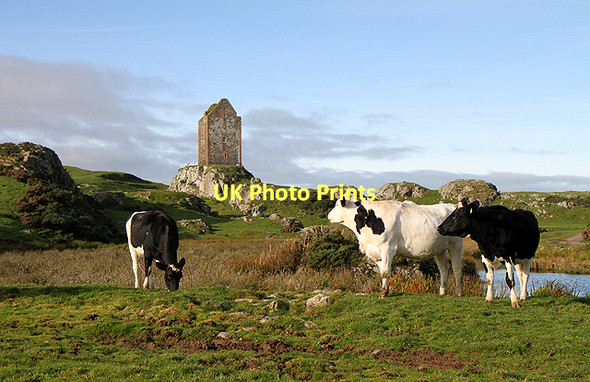 Photo 6"x4" Cattle at Sandyknowe Farm East Third\/NT6436 c2011