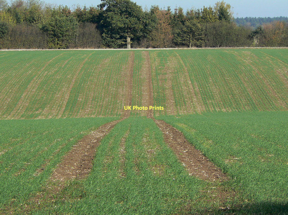 Photo 6"x4" Cereal growing near Hill Farm Stanton-on-the-Wolds c2011