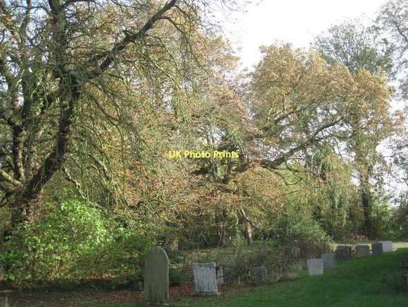 Photo 6"x4" The north side of the churchyard, Treswell Treswell c2011