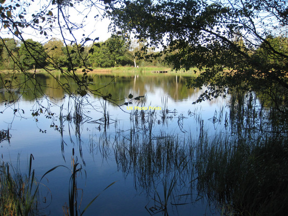 Photo 6"x4" Lower Fish Pond Gilling East c2011