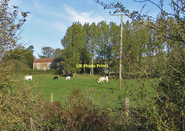 Photo 6"x4" Cattle grazing on the Ampleforth Abbey Estate Ampleforth c2011