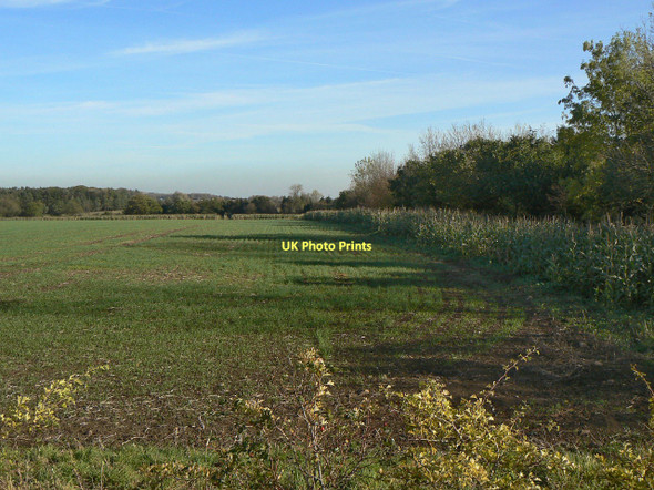 Photo 6"x4" Maize covert Stanton-on-the-Wolds c2011