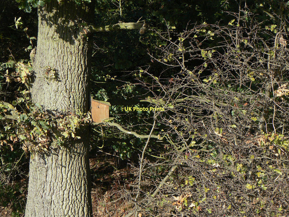 Photo 6"x4" Bird box Stanton-on-the-Wolds c2011