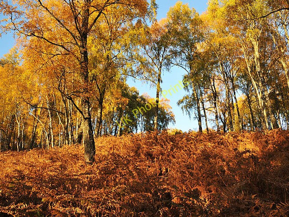 Photo 6"x4" Woodland North of Loch Rannoch Killichonan c2009