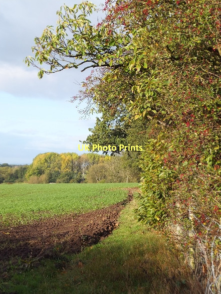 Photo 6"x4" Autumn colour and field beside Platts Lane Tarvin c2011