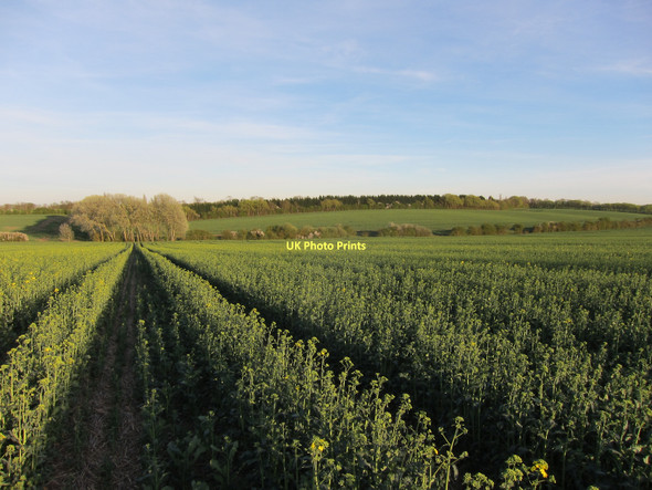 Photo 6"x4" Oil seed rape by Callow Brook Dry Drayton c2011