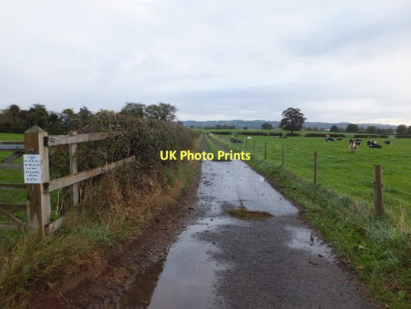 Photo 6"x4" A farm track leading into Tarvin Oscroft c2011
