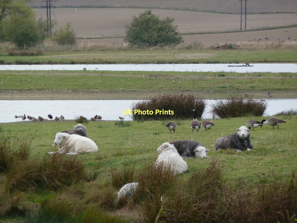 Photo 6"x4" Sheep and geese at Carr Vale Reserve Bolsover c2011