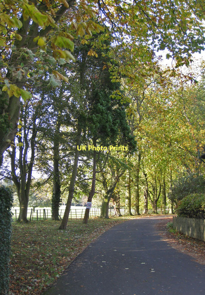 Photo 6"x4" Tree-lined driveway Middlecave c2011