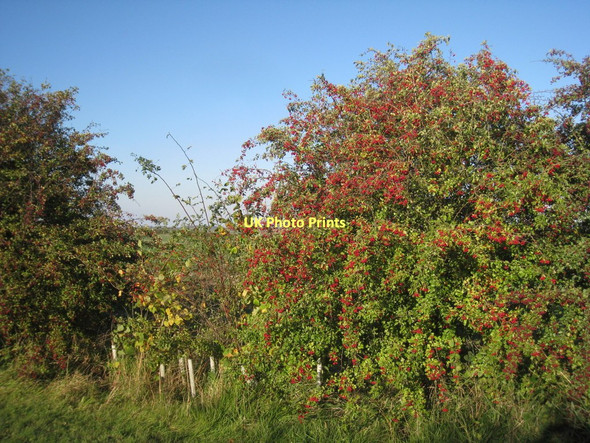 Photo 6"x4" Autumn bounty Stainton le Vale c2011