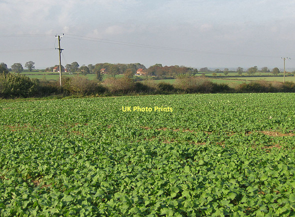 Photo 6"x4" Root crop Malton\/SE7871 c2011