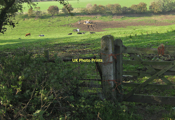 Photo 6"x4" Cattle grazing in Flowery Bank Malton\/SE7871 c2011