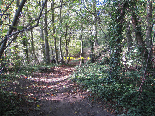 Photo 6"x4" Spital Hill Plantation Malton\/SE7871 c2011