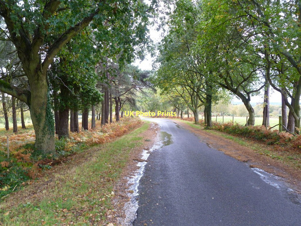Photo 6"x4" Thorney Hill, Braggers Lane Shirley\/SZ1798 c2011
