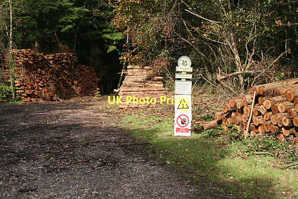 Photo 6"x4" Broadclyst: White Down Copse Hele\/SS9902 c2011