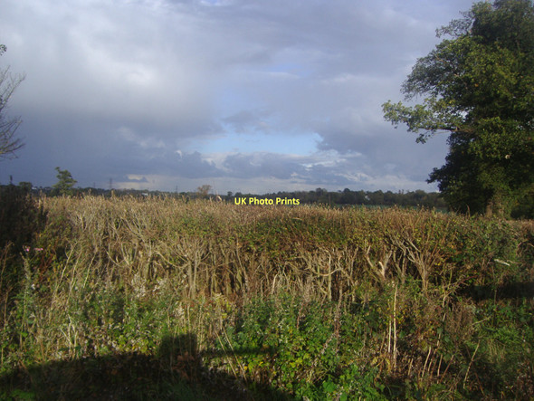 Photo 6"x4" Field by Trotters Bottom, South Mimms Dancers Hill c2011