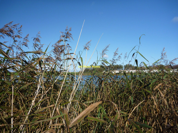 Photo 6"x4" Rural East Lothian : Amongst The Reeds At Seafield Pond Dunbar c2011