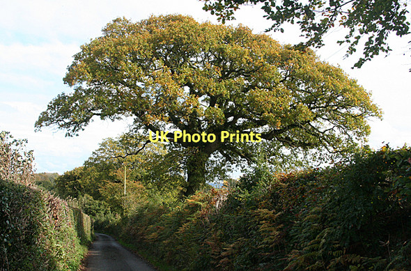 Photo 6"x4" Broadclyst: lane with Oak Clyst St Lawrence c2011