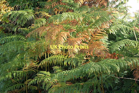 Photo 6"x4" Broadclyst: Bracken Clyst St Lawrence c2011
