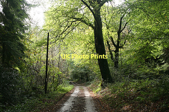Photo 6"x4" Broadclyst: White Down Copse Hele\/SS9902 c2011