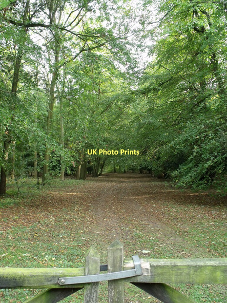 Photo 6"x4" Entrance to Fox Dale woodlands Great Limber c2011