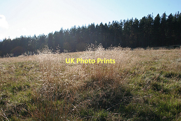 Photo 6"x4" Soft Long Grass Rothes c2011