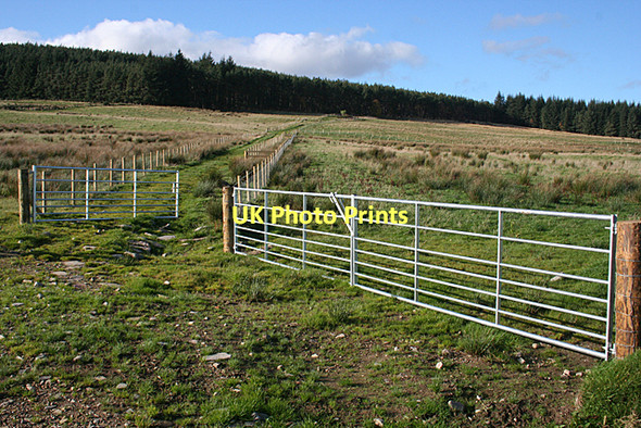 Photo 6"x4" Track to the Forest Rothes c2011