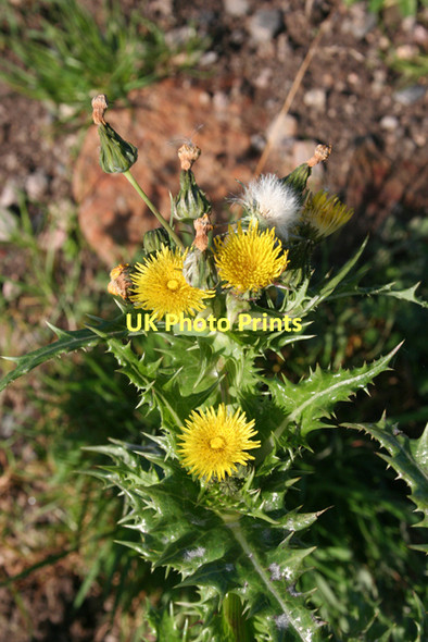 Photo 6"x4" Rough Sow-thistle (Sonchus asper) Rothes c2011