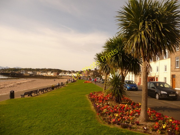 Photo 6"x4" Millport: palms on the prom Millport c2009