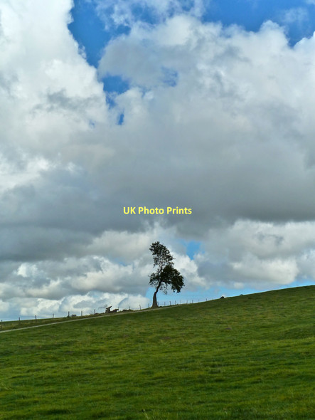 Photo 6"x4" Lone Tree, below Bredon Hill Bredon's Norton c2011